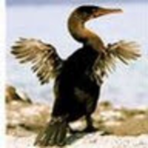 cormoraunt